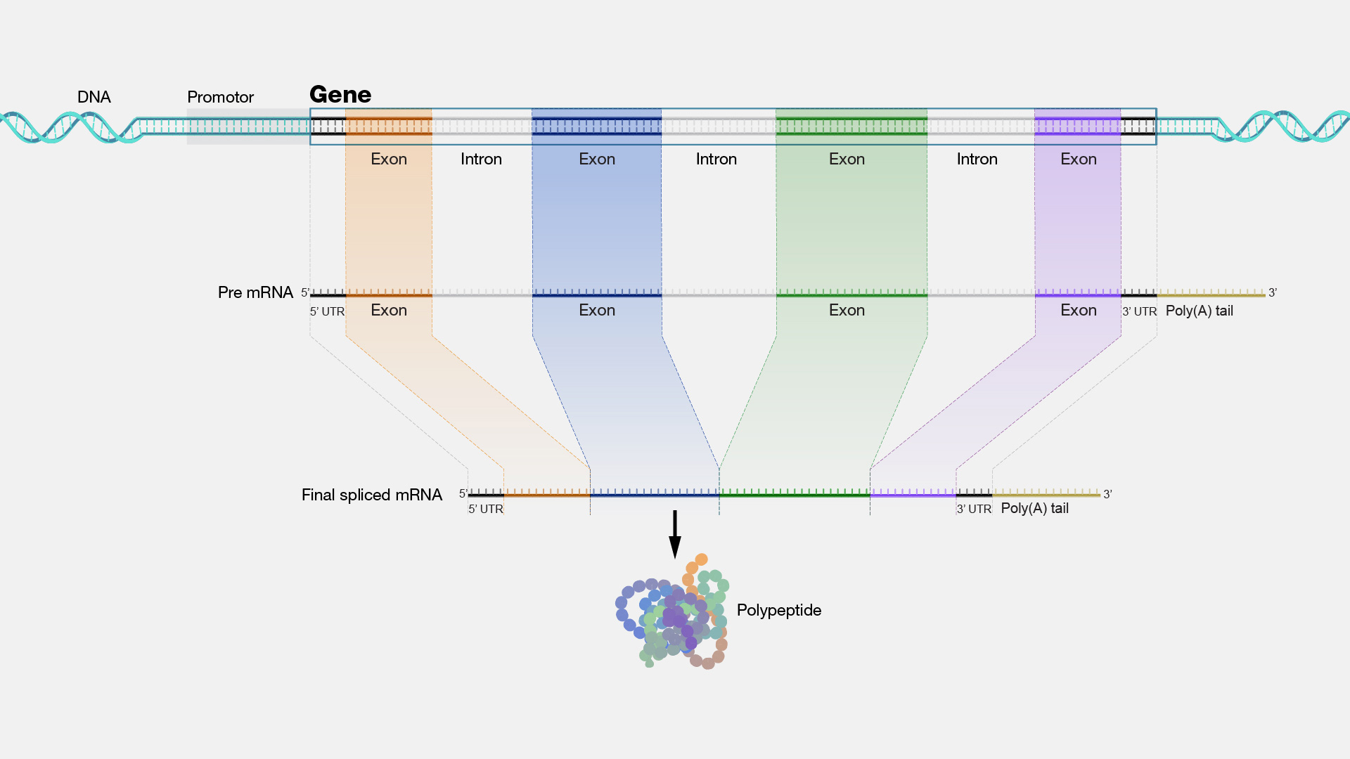 Tea Tree Genome Sequenced, Genetics