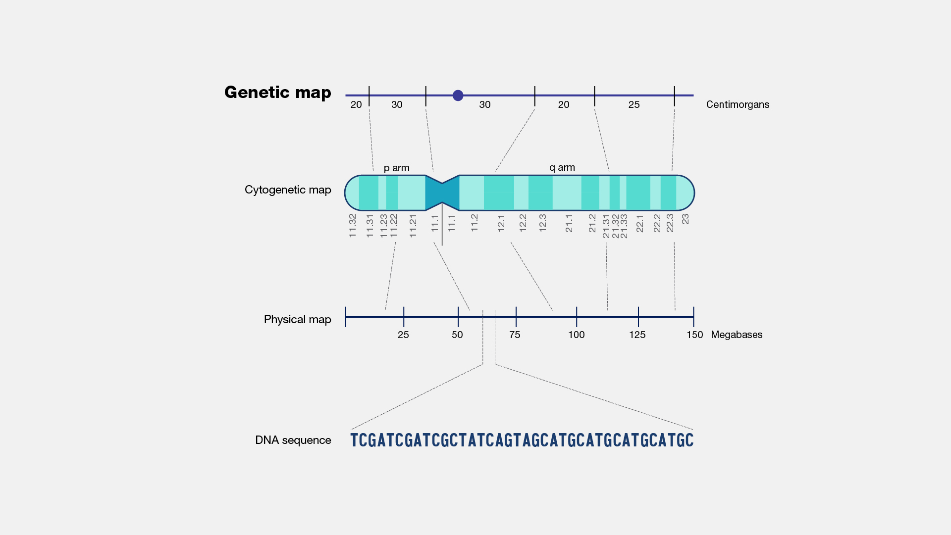 diagram of chromosome with gene