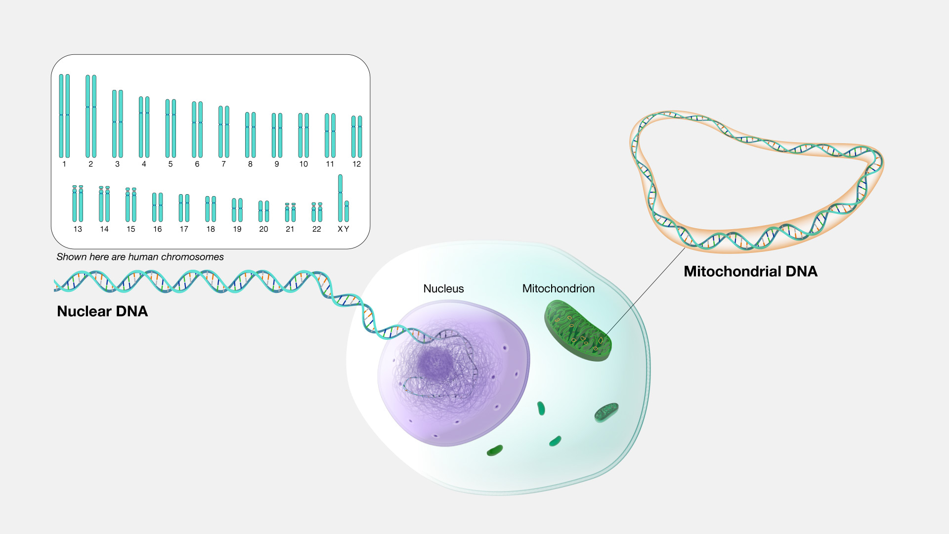 Genetic Makeup Of Humans Vs S Mugeek Vidalondon