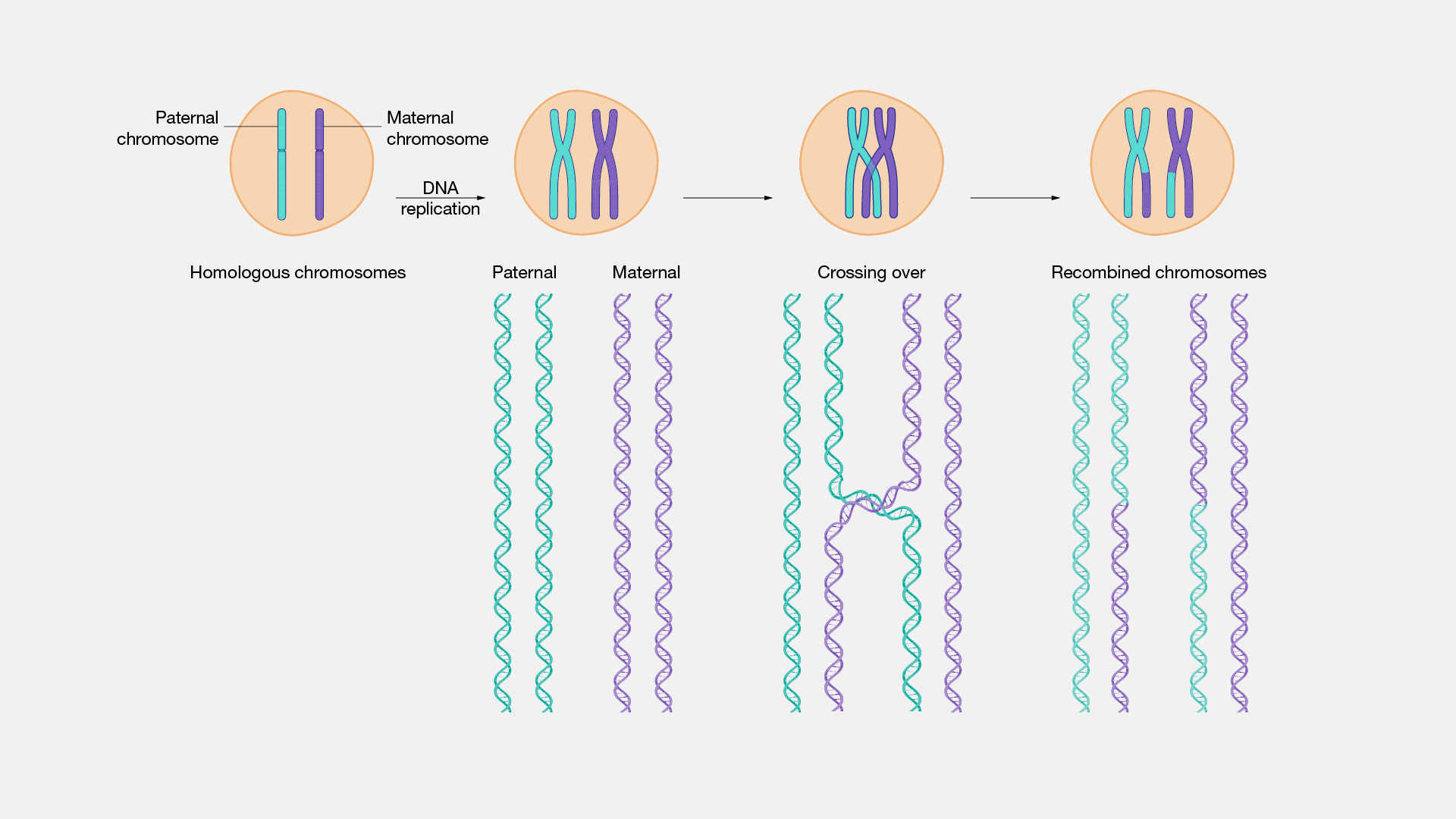 Genetic Recombination In Meiosis