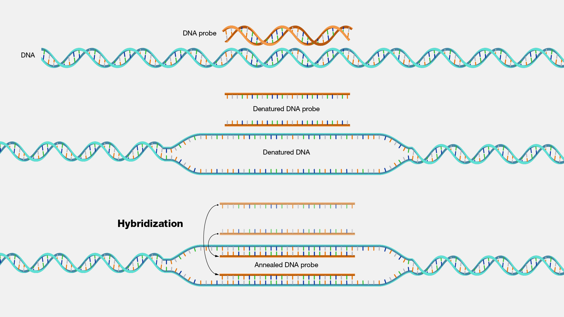 nucleic acid hybridization animation