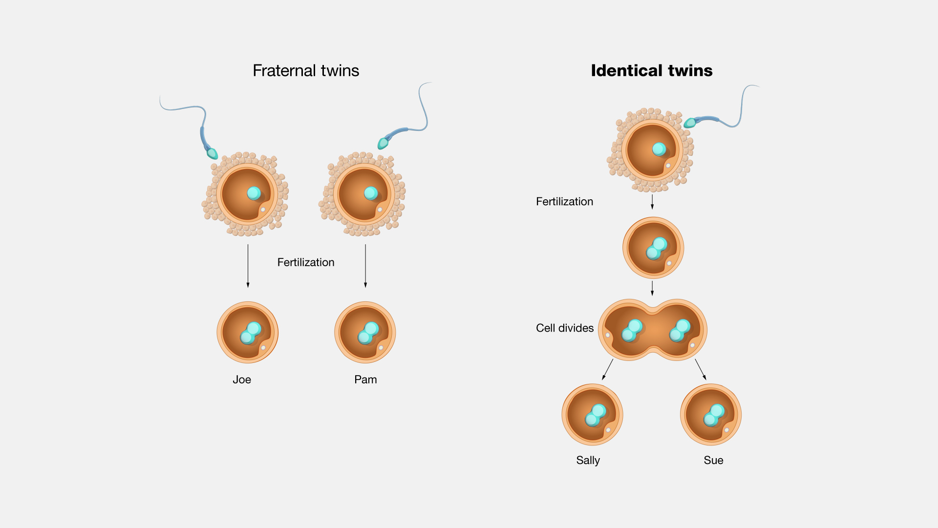 Human Embryo Twins