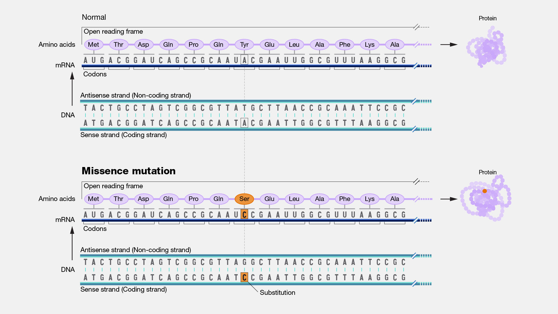 Missense Mutation  