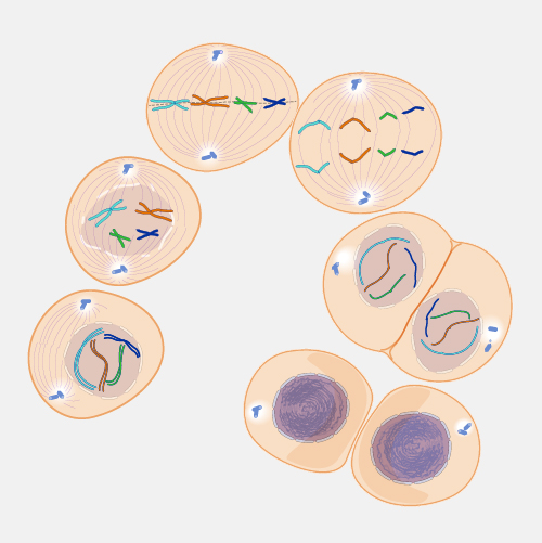 mitosis phases model
