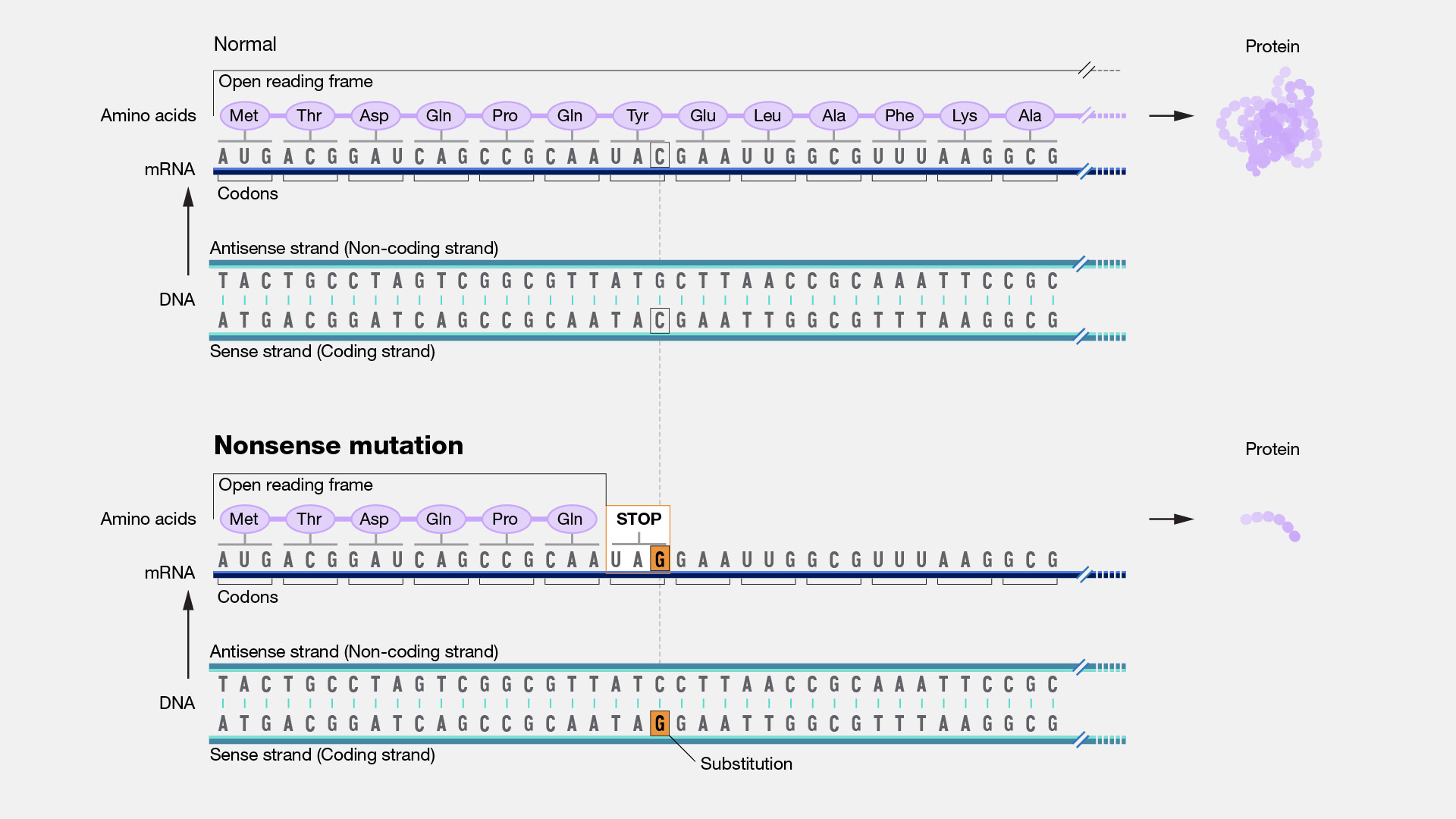 Nonsense Mutation