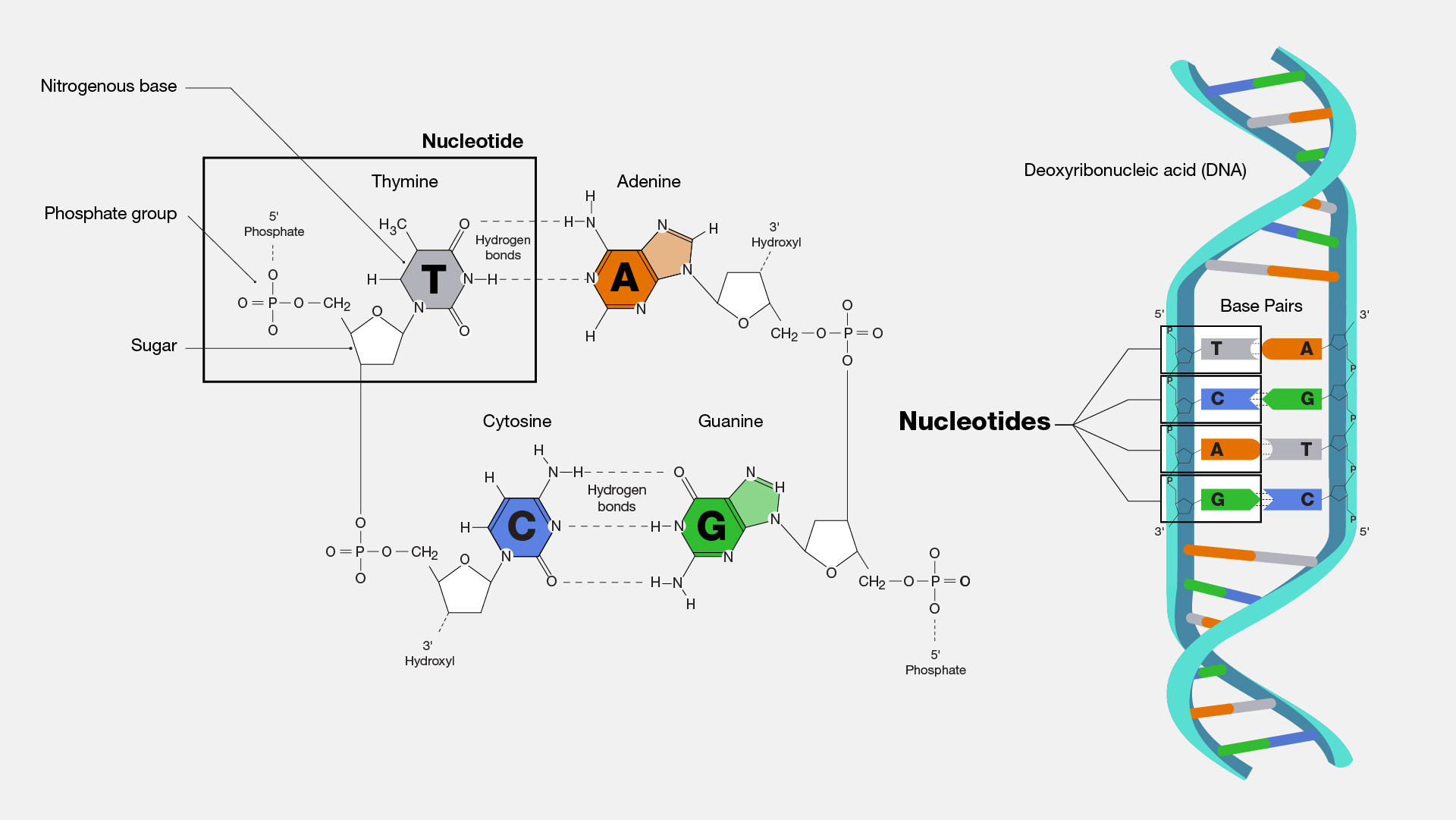 dna molecule nucleotide