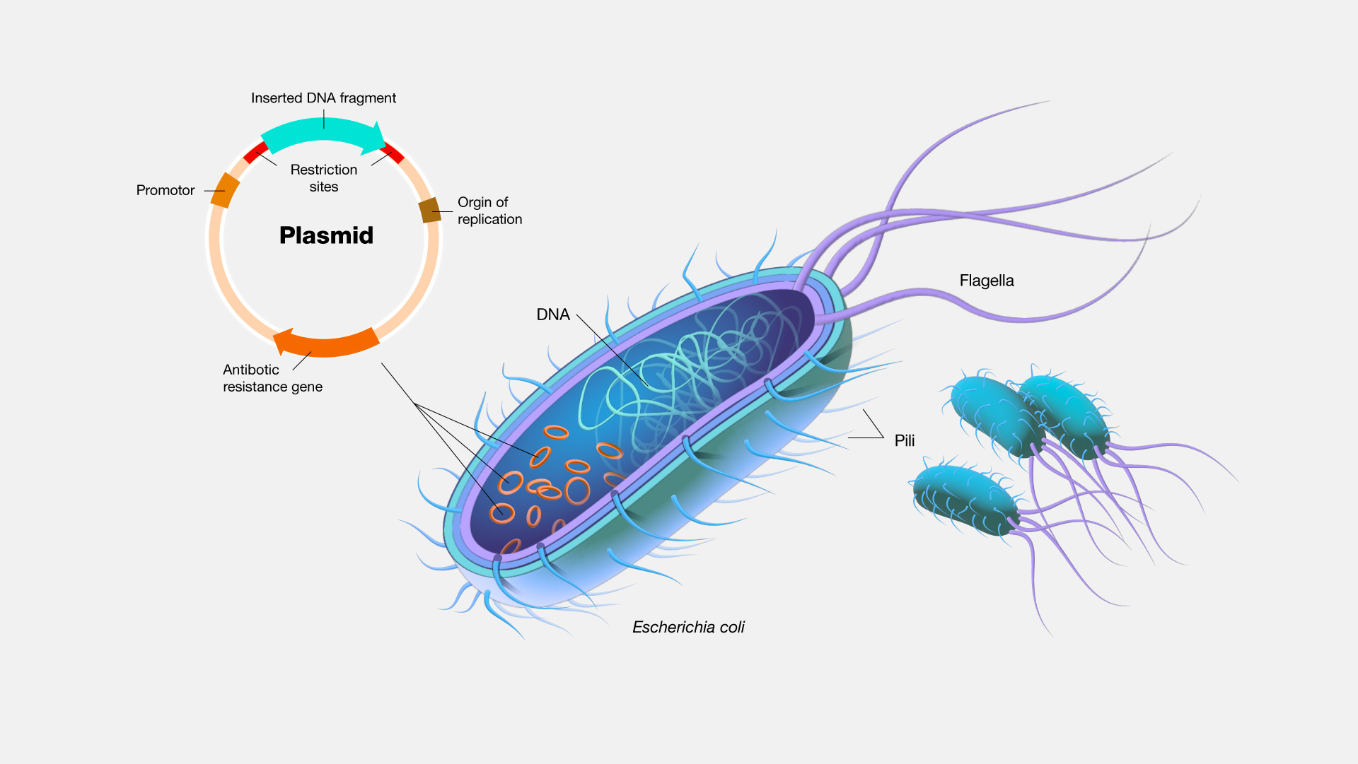 plasmid dna in bacteria