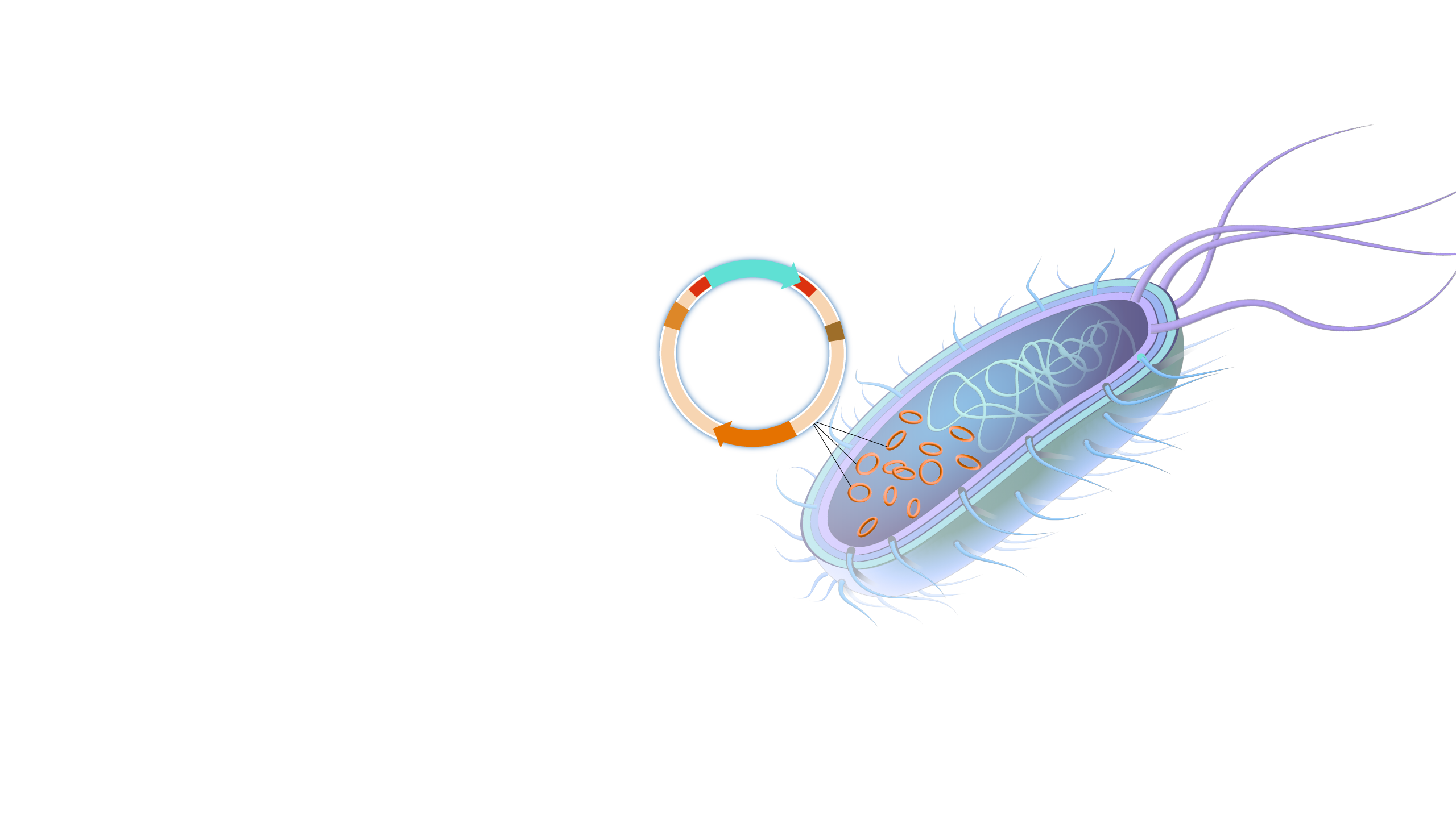 plasmid in bacteria