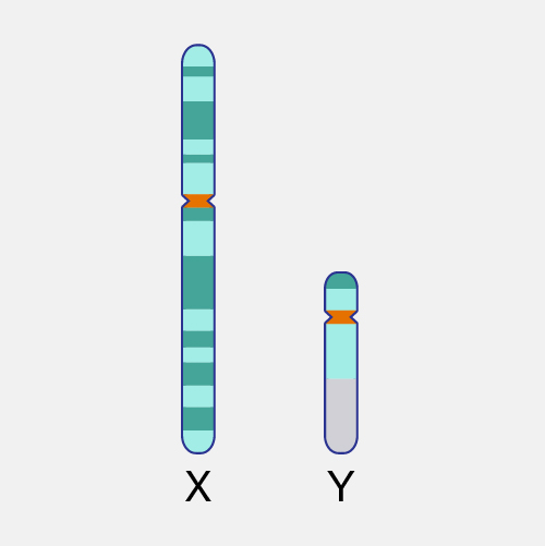 500px x 501px - Sex Chromosome