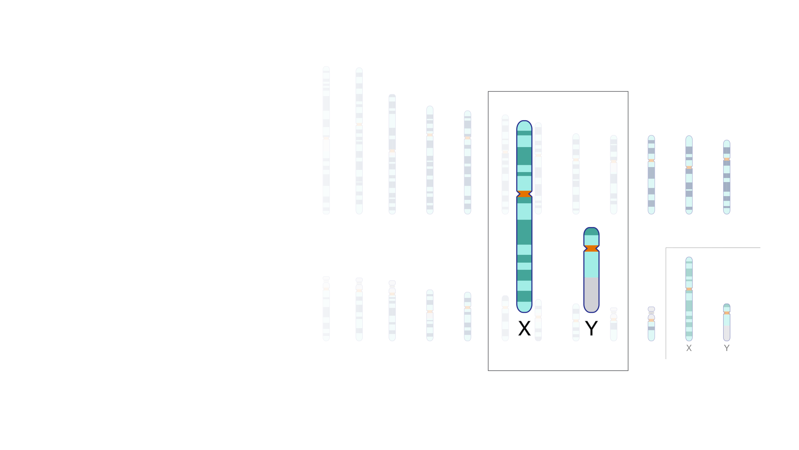 2560px x 1441px - Sex Chromosome