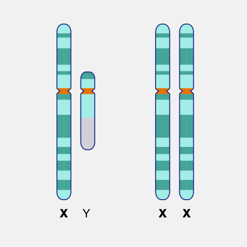 x and y chromosomes chart