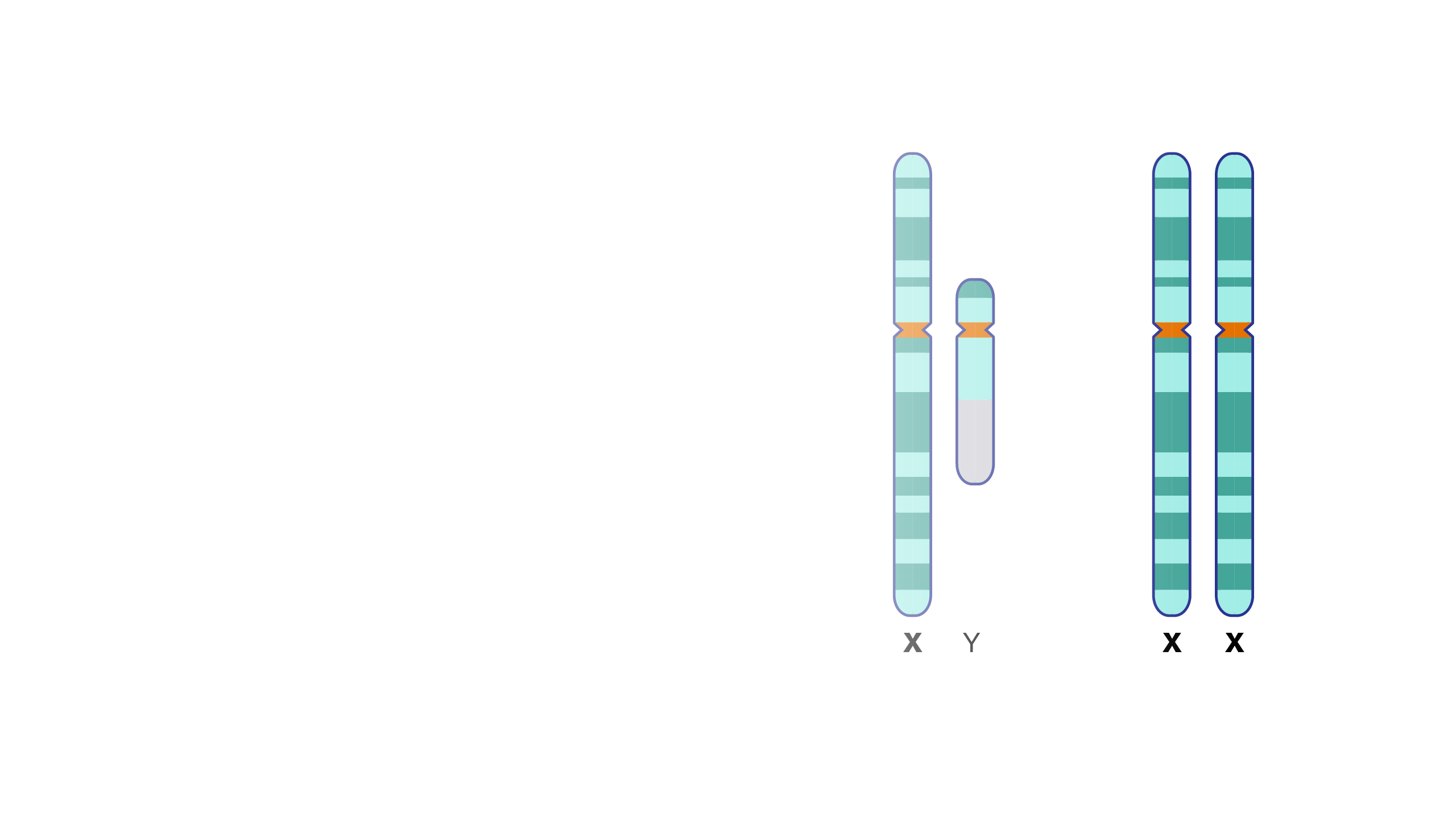 xy chromosome