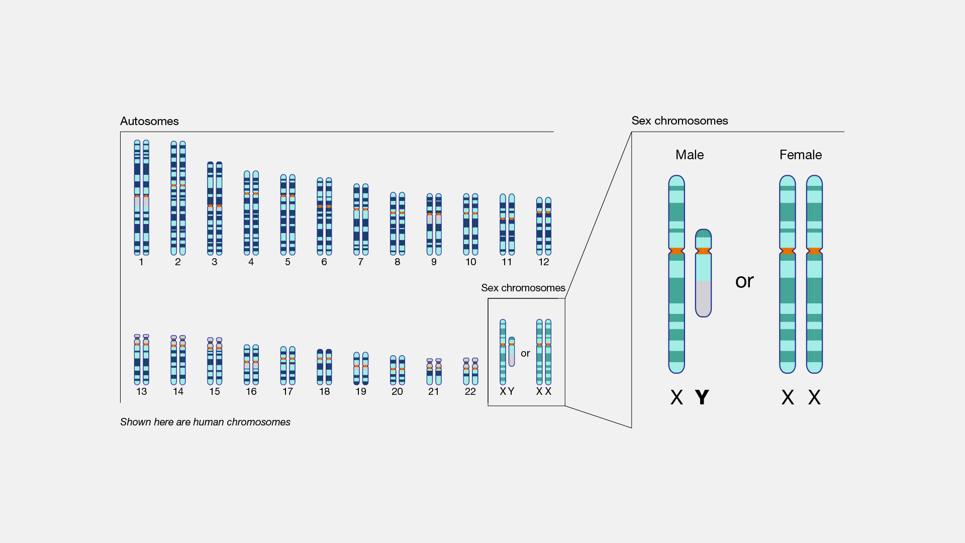 x and y chromosomes chart