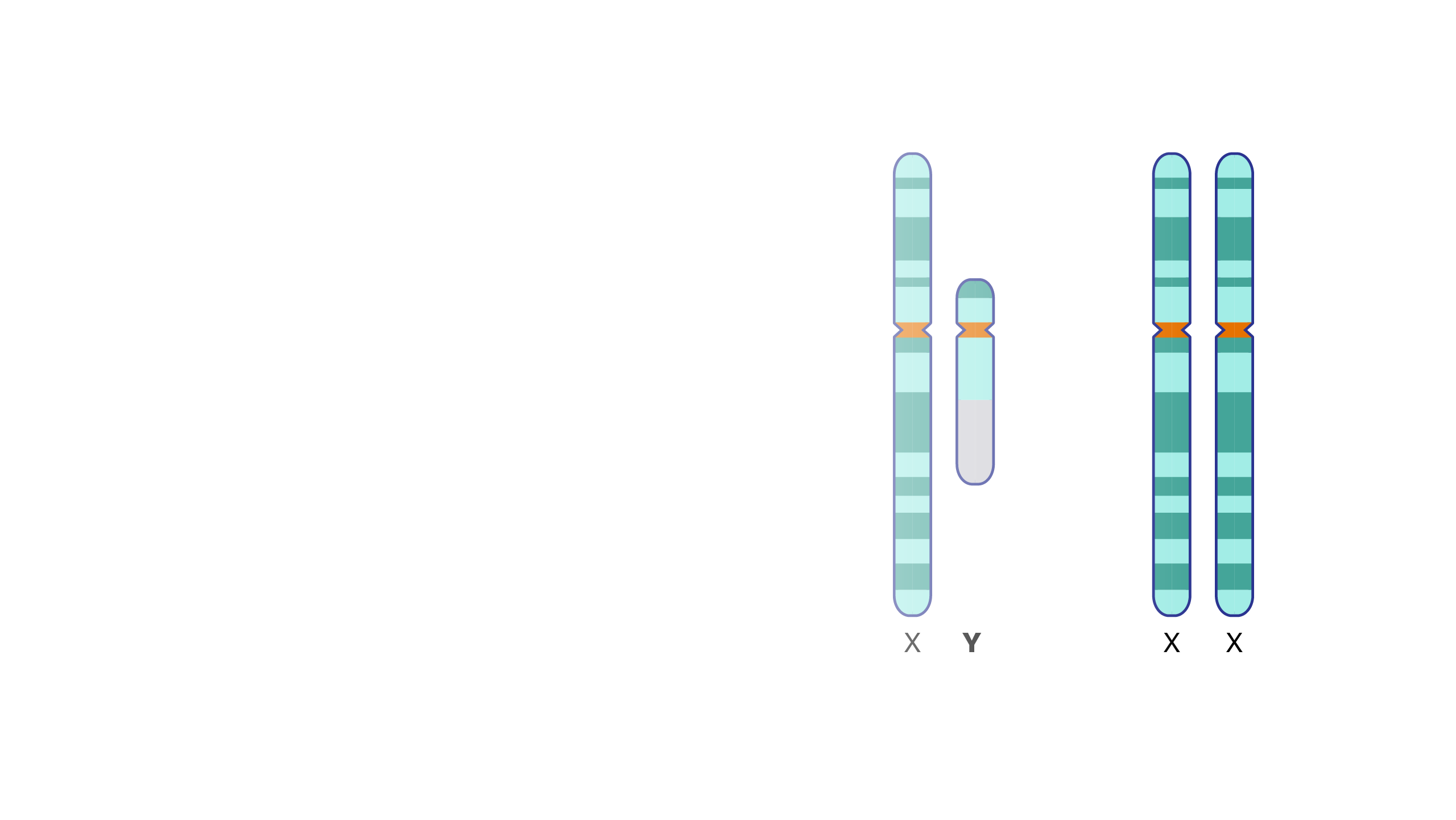 Y Chromosome