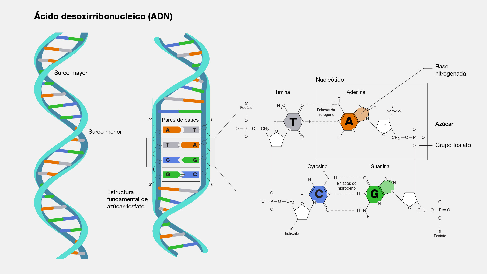 Ácido desoxirribonucleico (ADN)