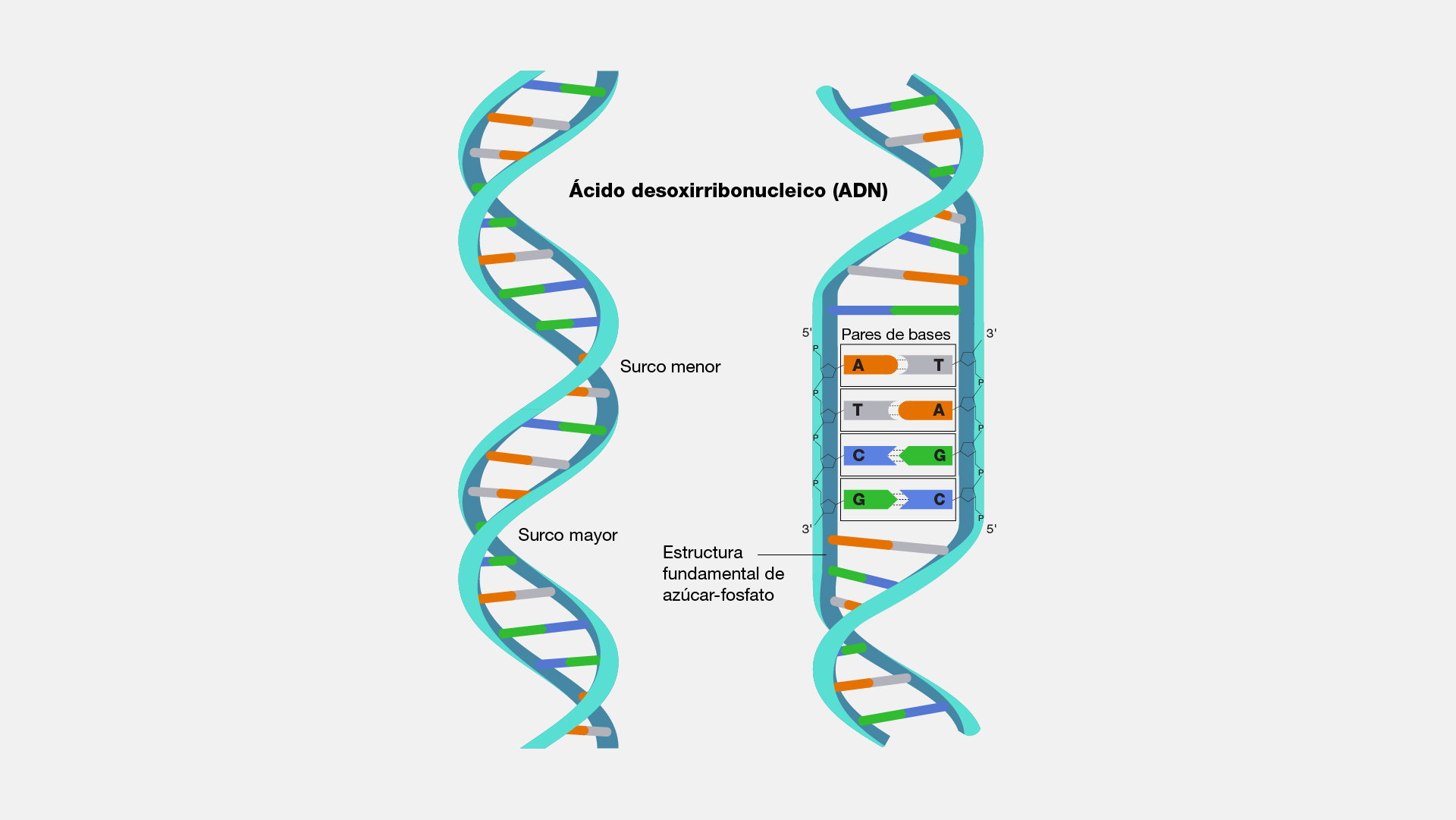 Arriba 39+ imagen modelo de la estructura de doble helice del adn