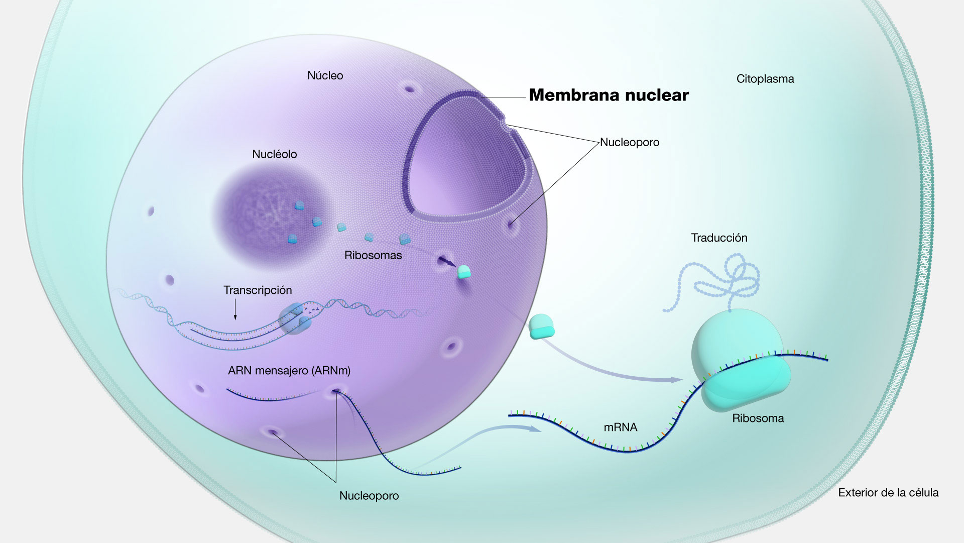 matriz nuclear