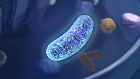 Mitochondrial mutations