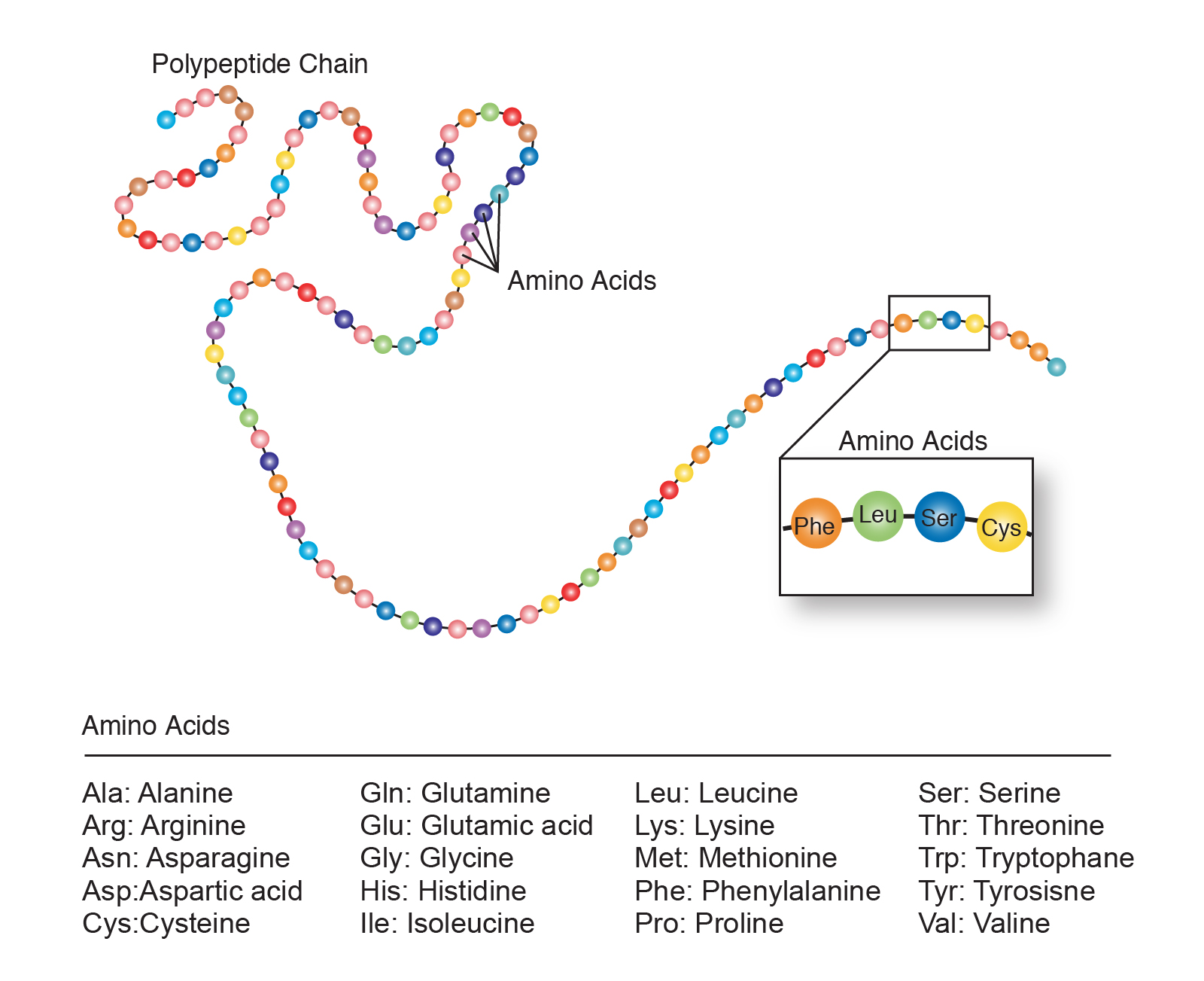 Amino Acids