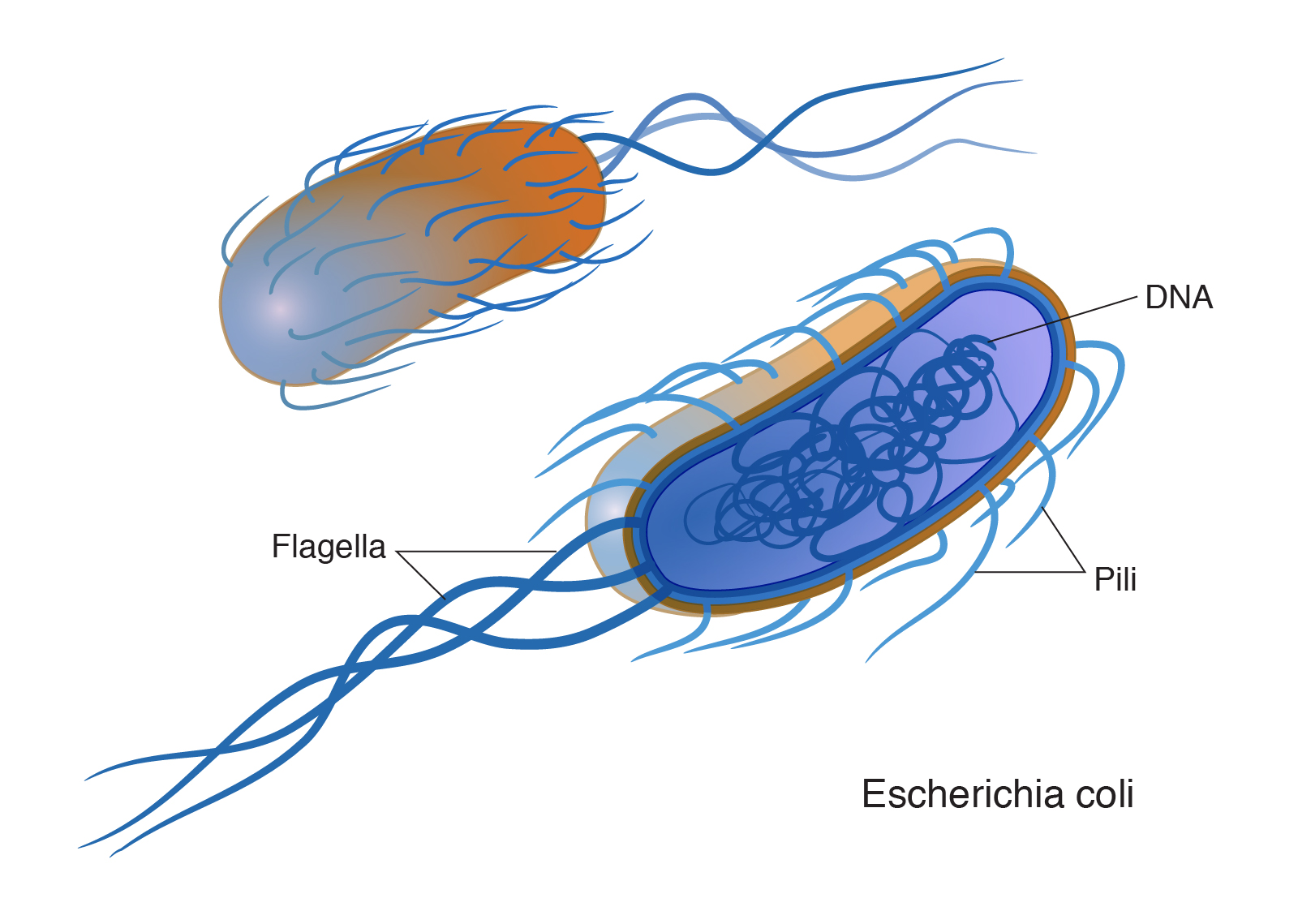 two types of bacteria shapes