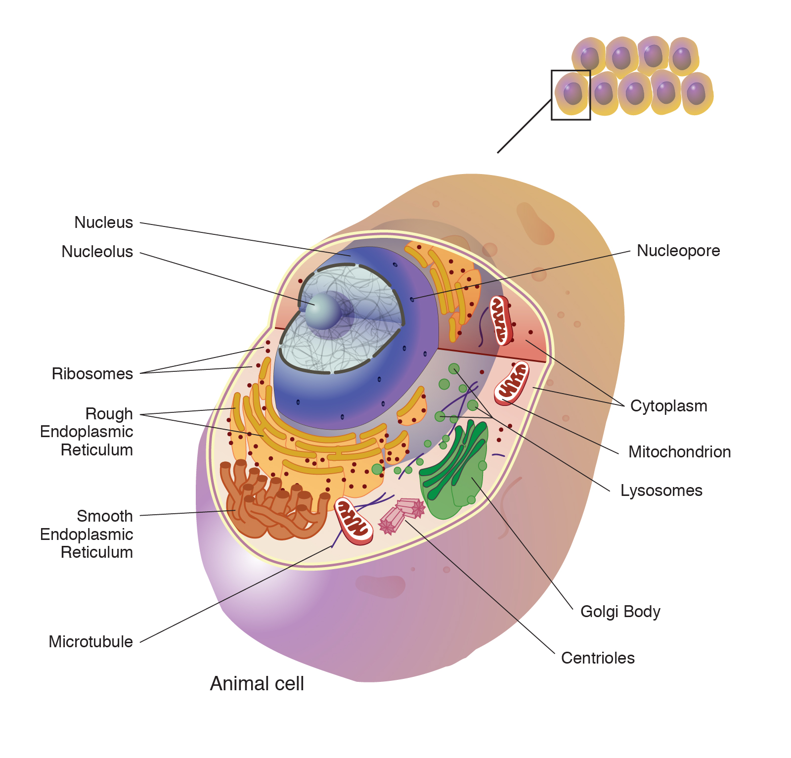 human cell membrane