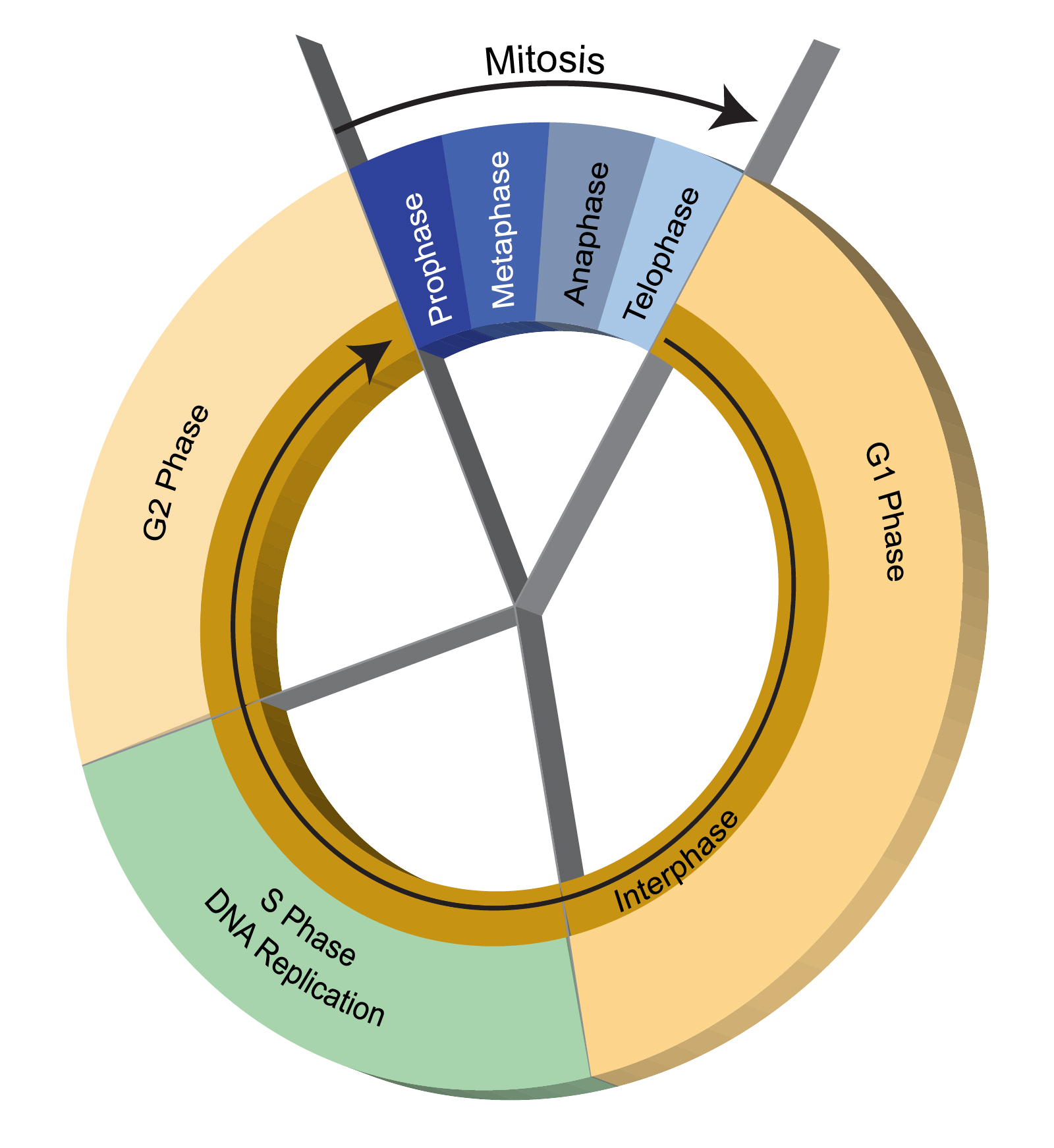 Labeled Diagram Of The Cell Cycle Diagram Cell Cycle - vrogue.co