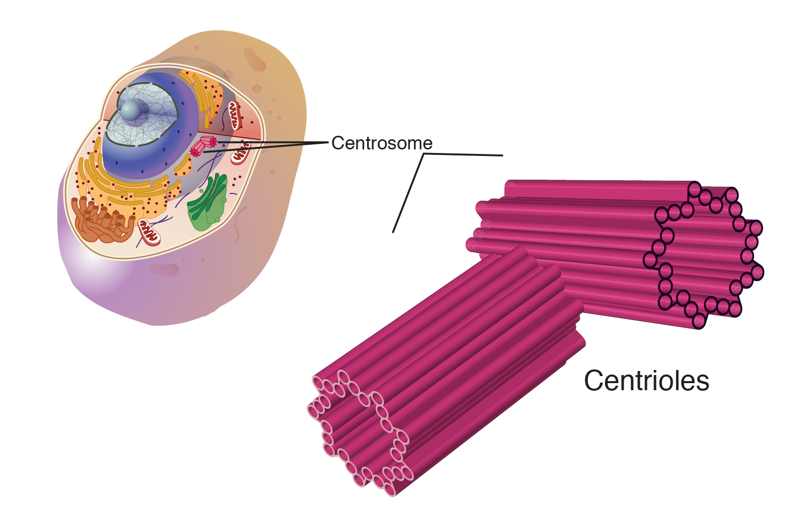 Centroples