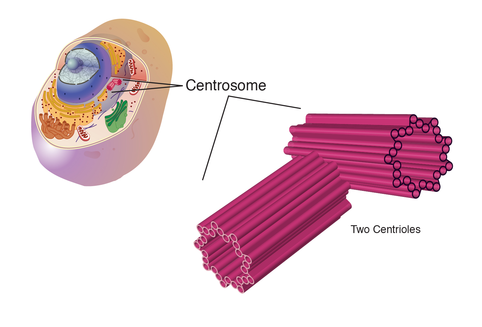 chromosome in animal cell model