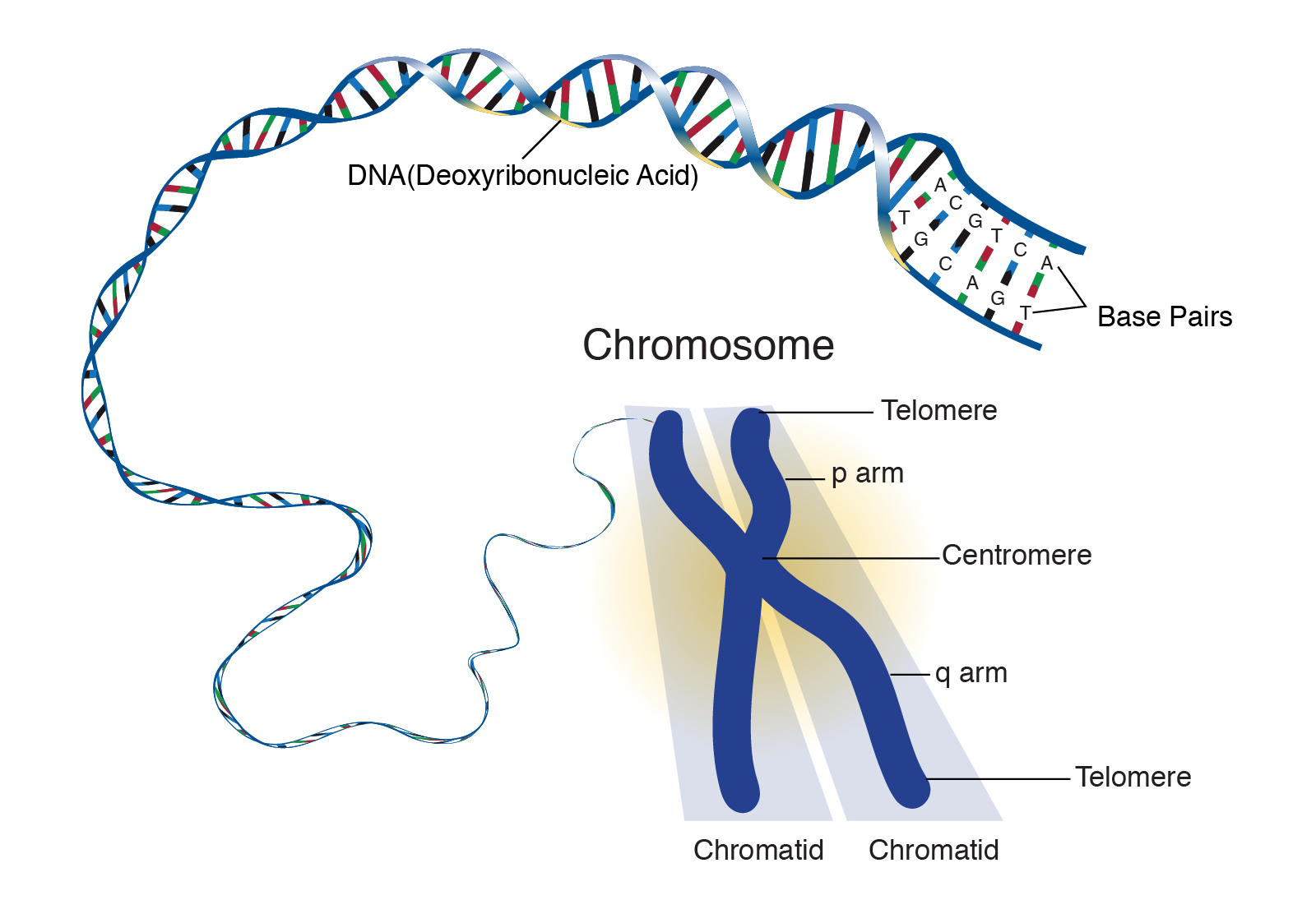 Строение хромосом гены