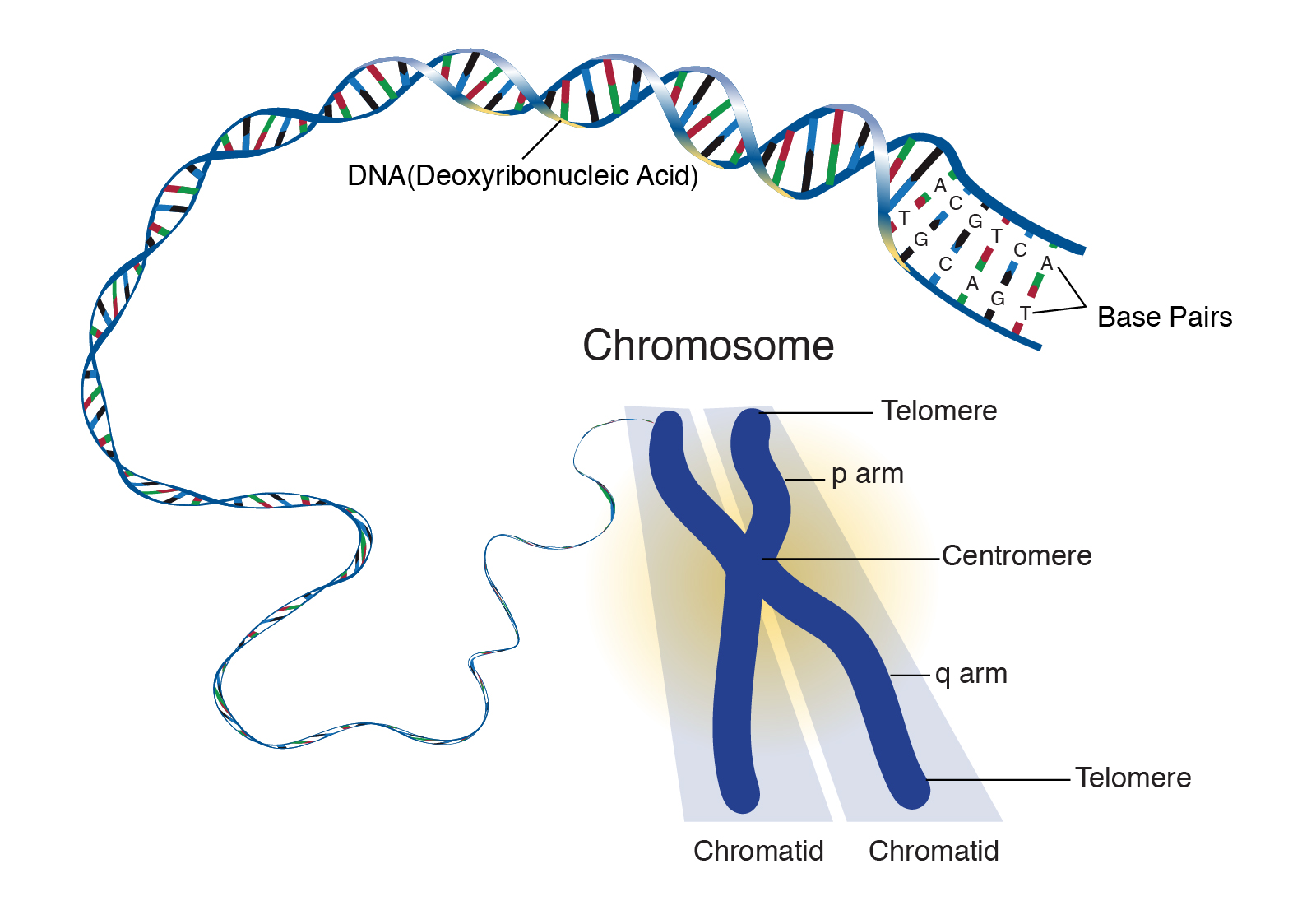 Chromosome