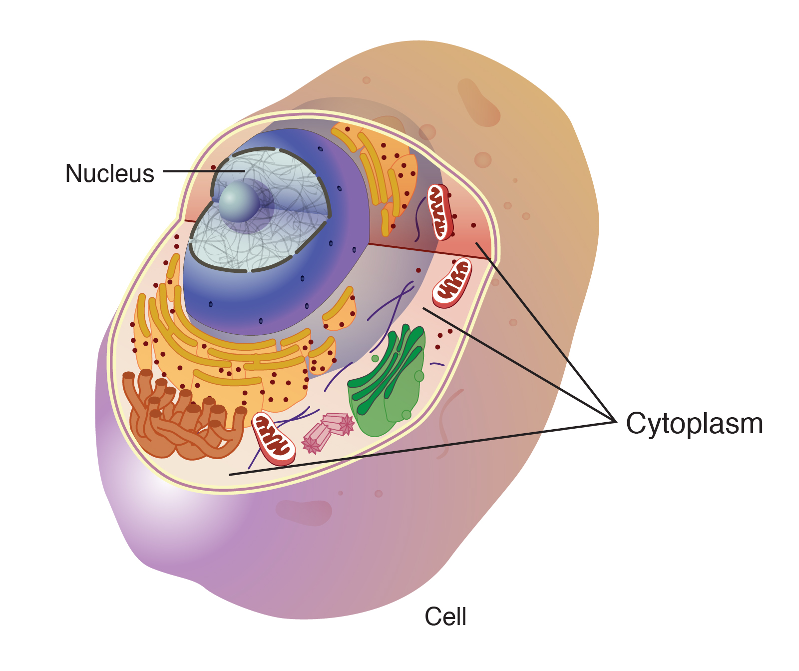 BIOLOGY UGM