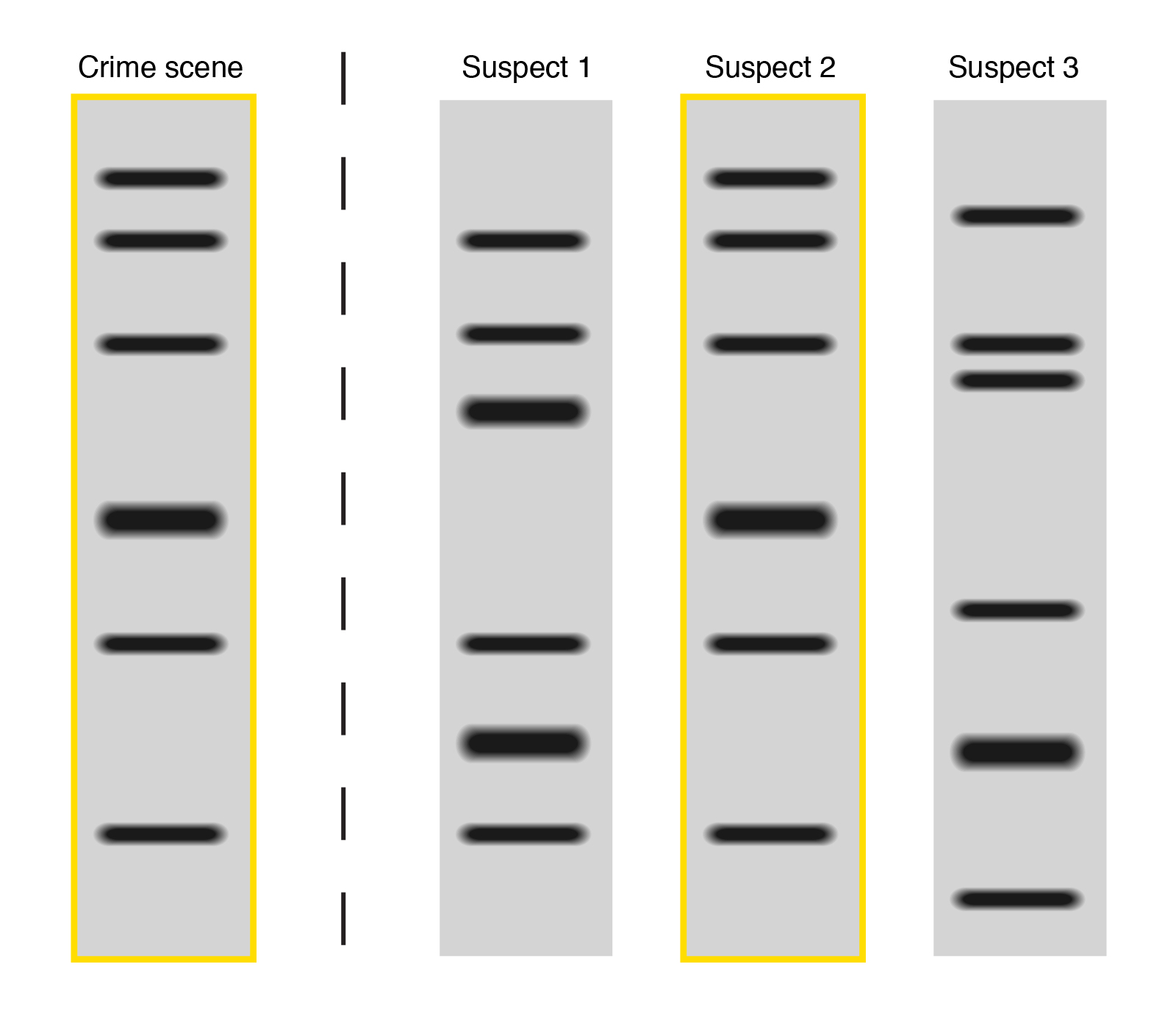 DNA Fingerprinting DNA Fingerprinting Talking Glossary of Genetic Terms NHGRI