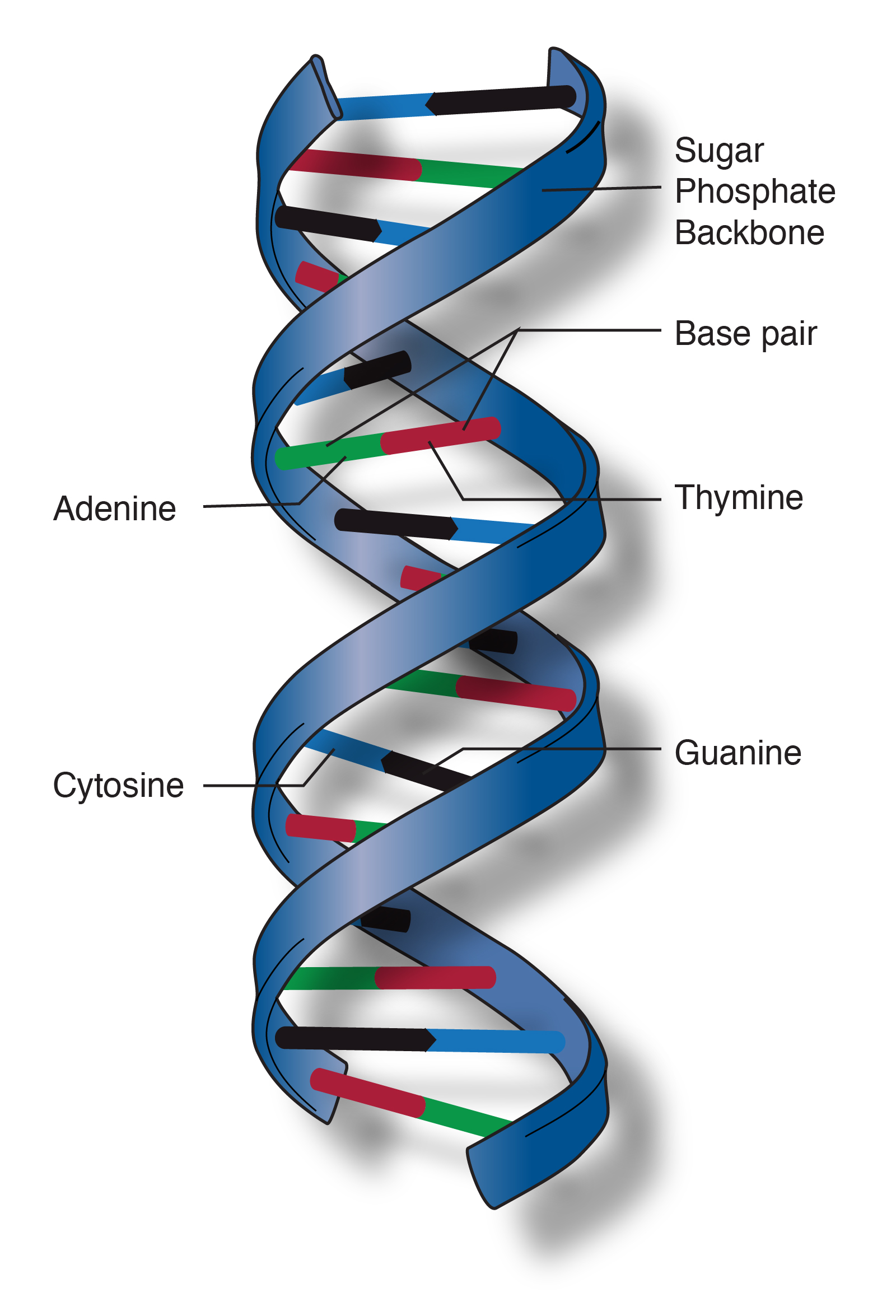 Double Helix | Talking Glossary of Genetic Terms | NHGRI ladder diagram definition 