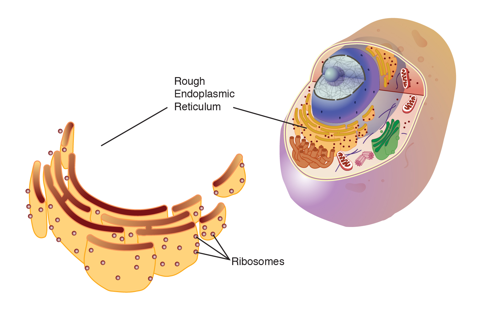 Cells History Types And Structures Flashcards Easy Notecards