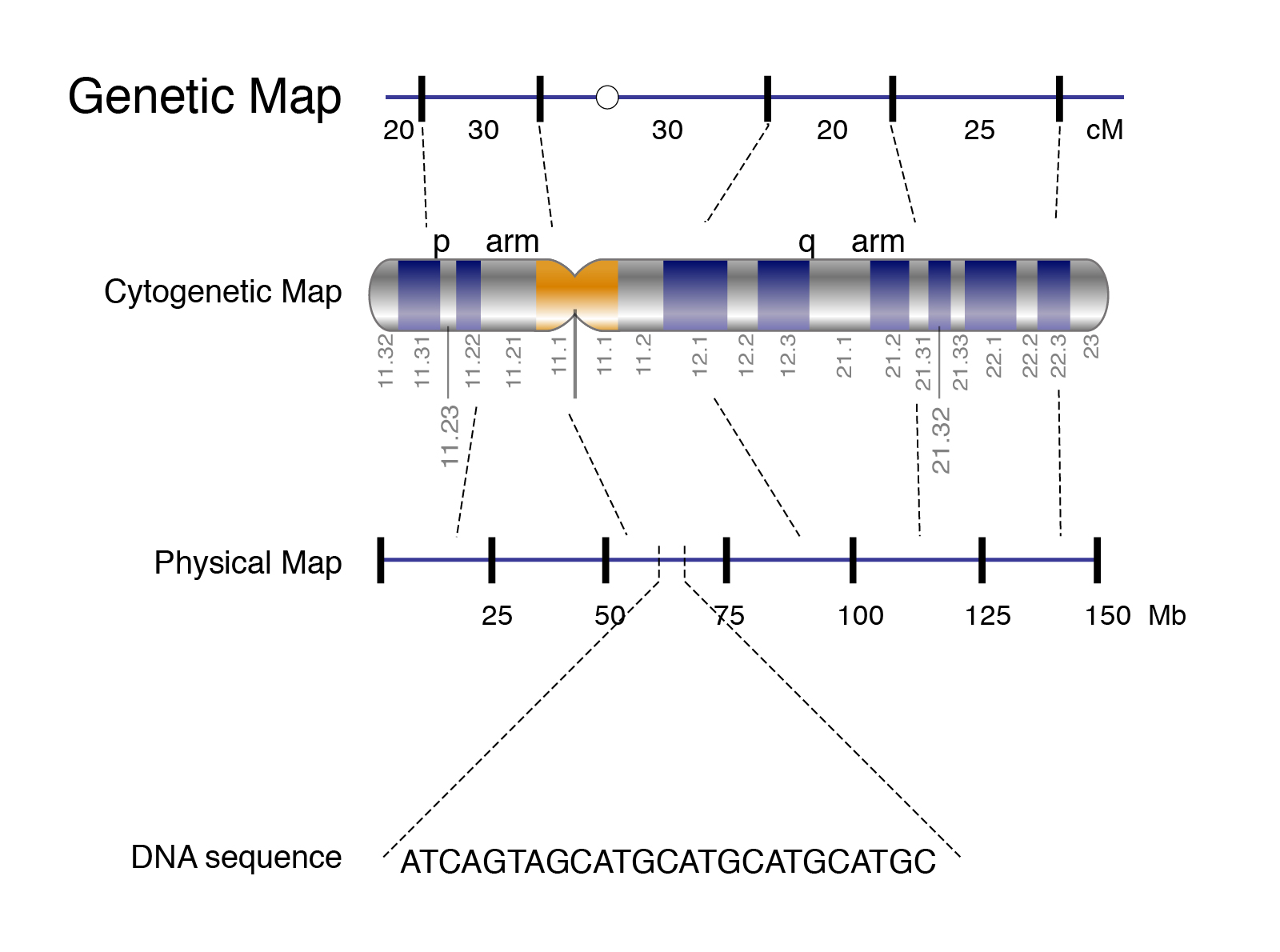 Definition Of Gene Mapping