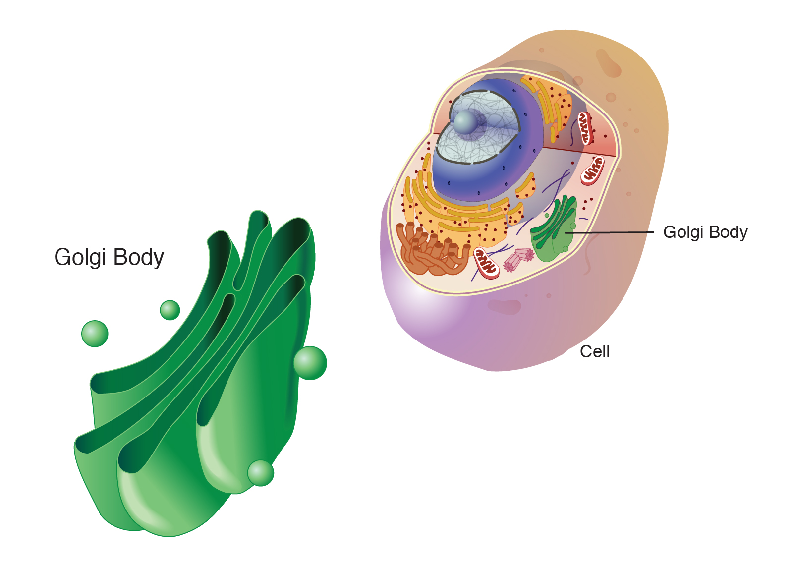 golgi body in animal cell