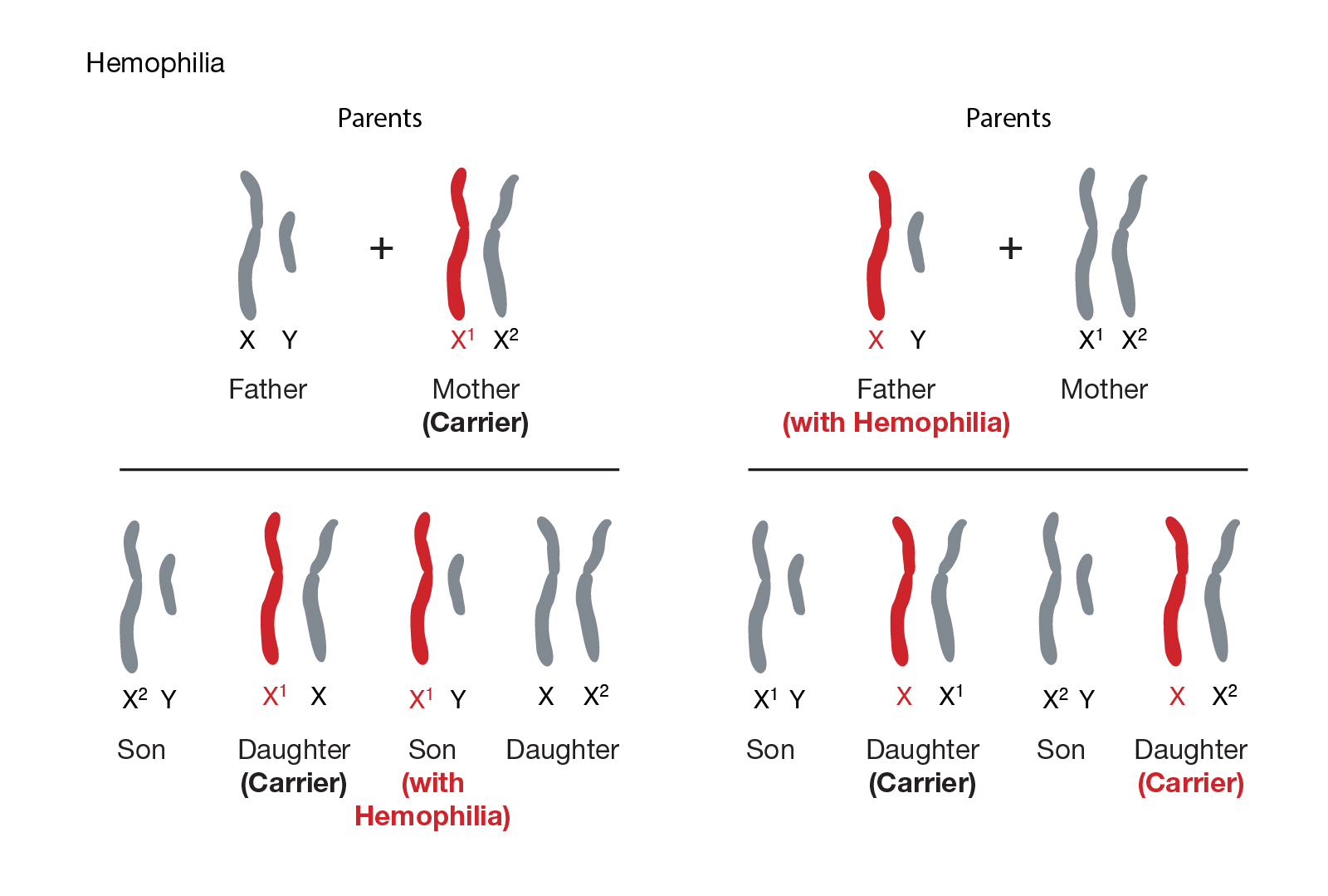 when are chromosomes copied