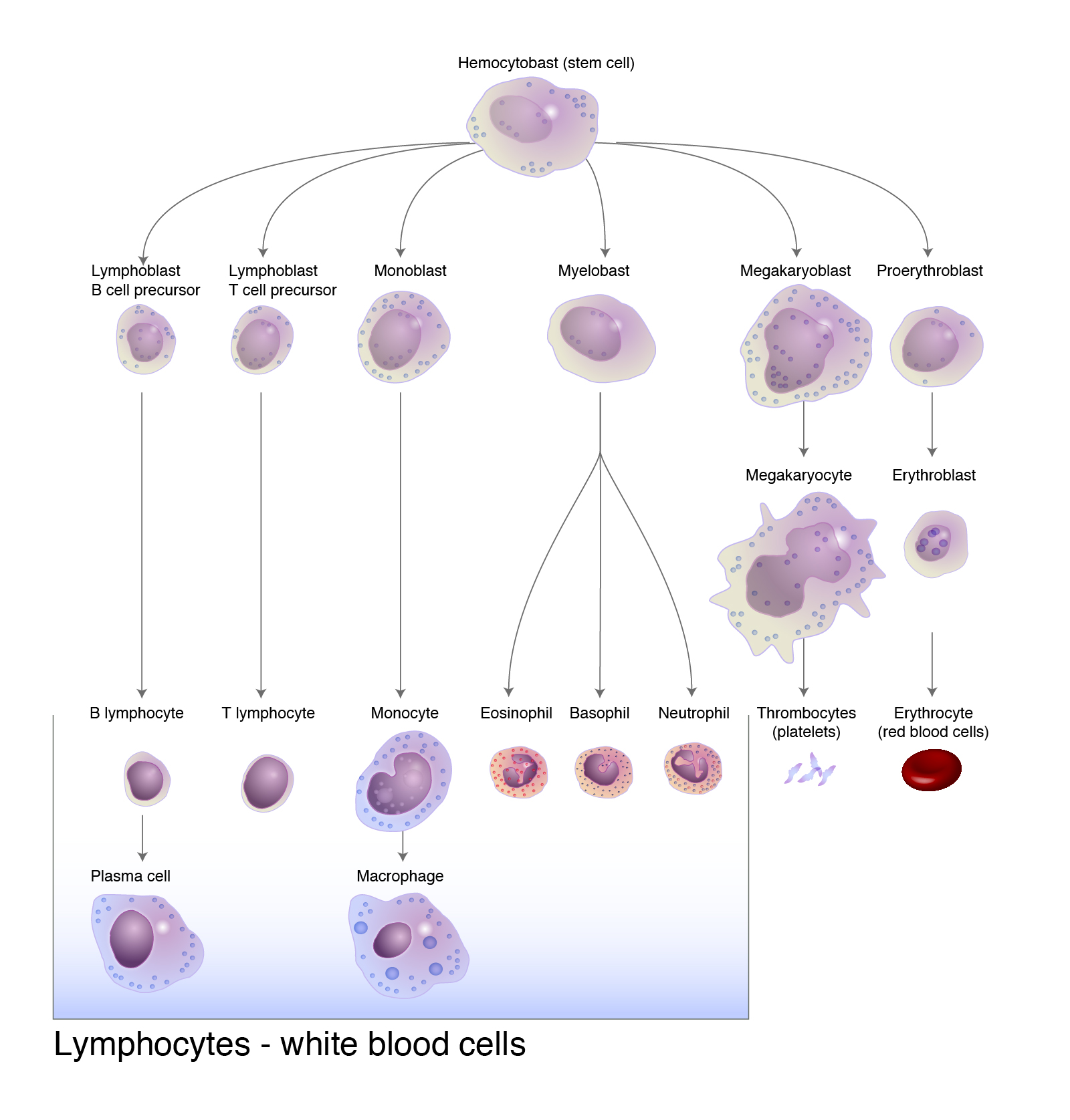 body fluid lymphocytes