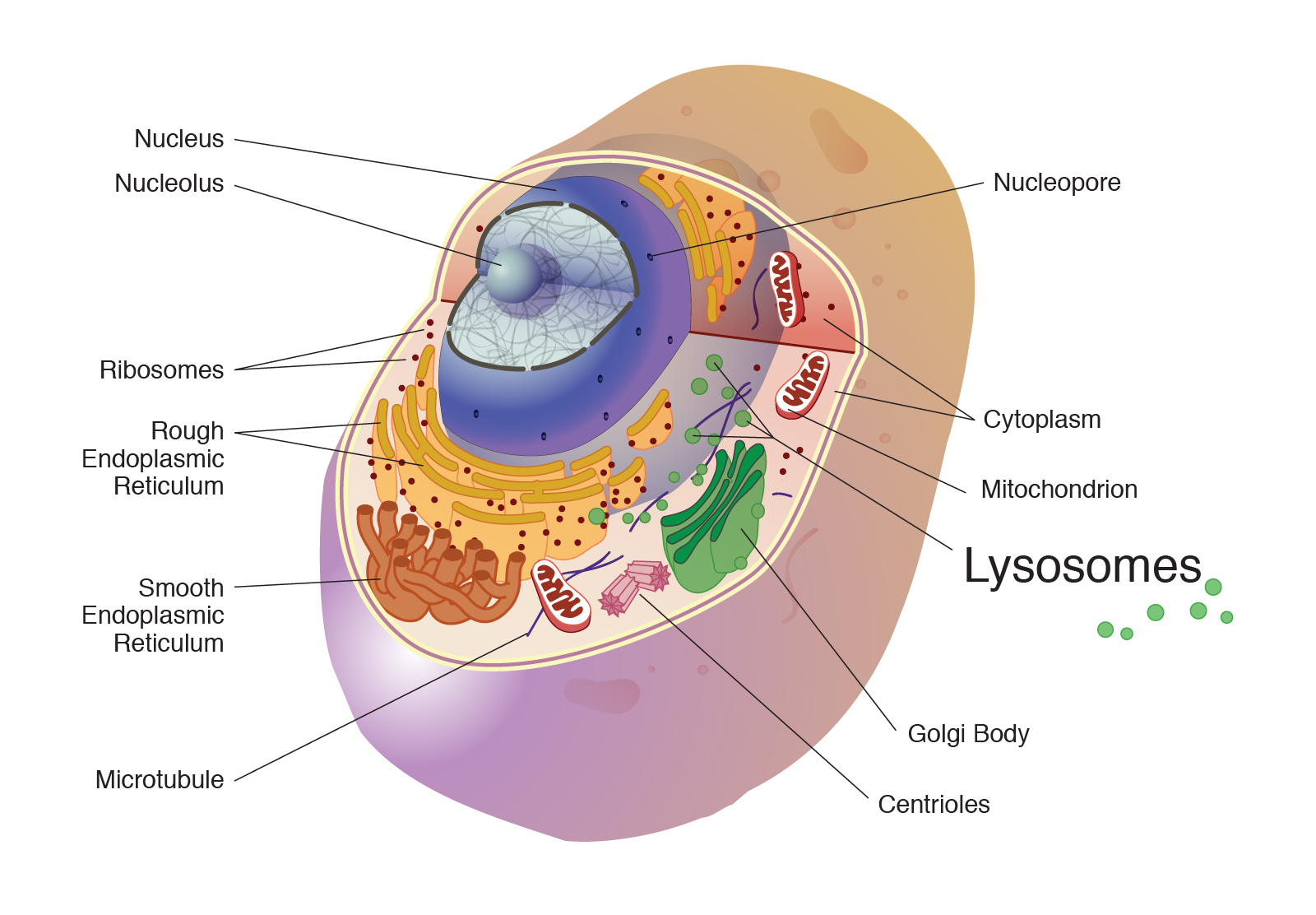 lysosome drawing