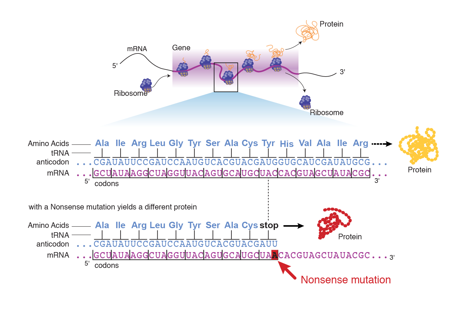 Nonsense Mutation