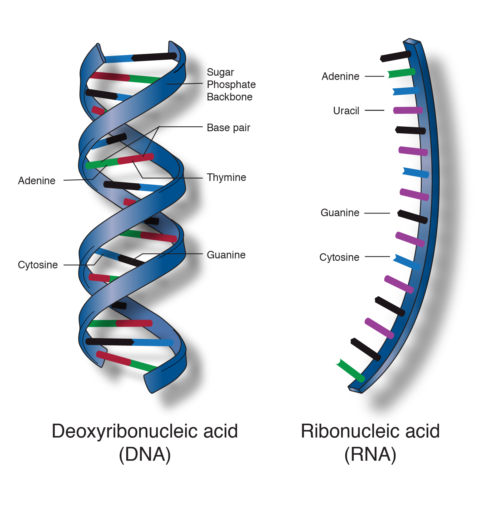 Nucleic Acid