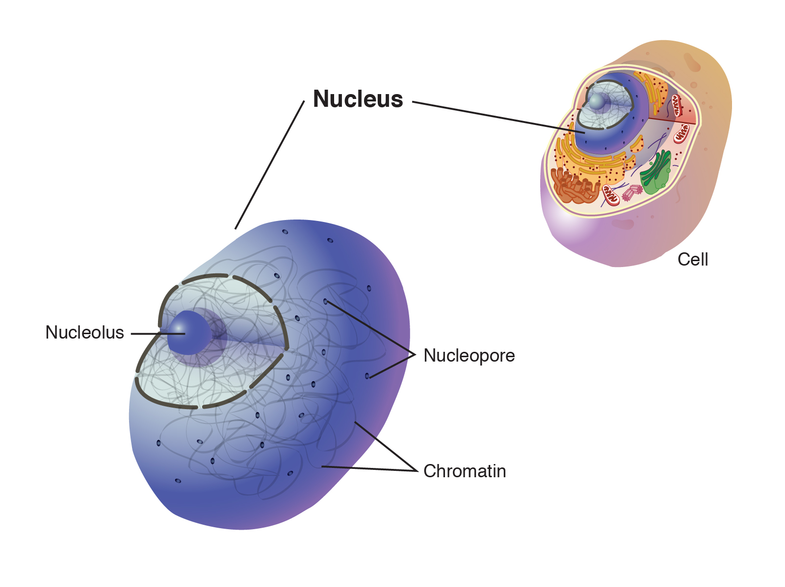 Nucleus