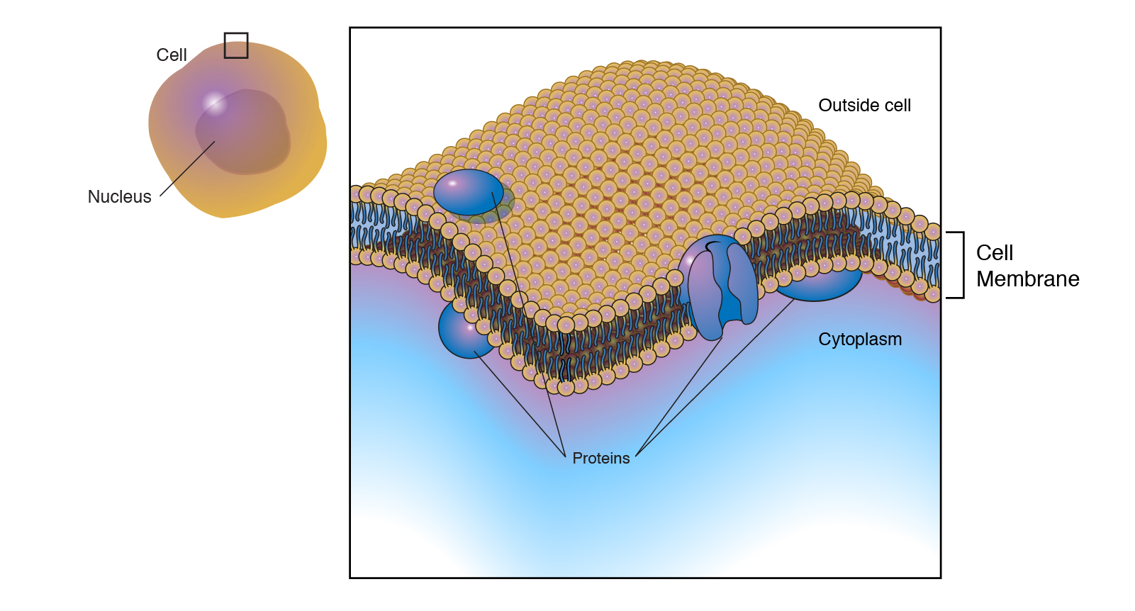 cell membrane of a cell