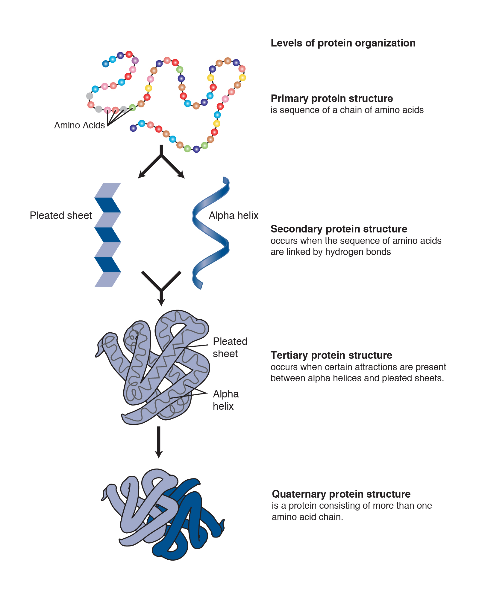 research paper of proteins