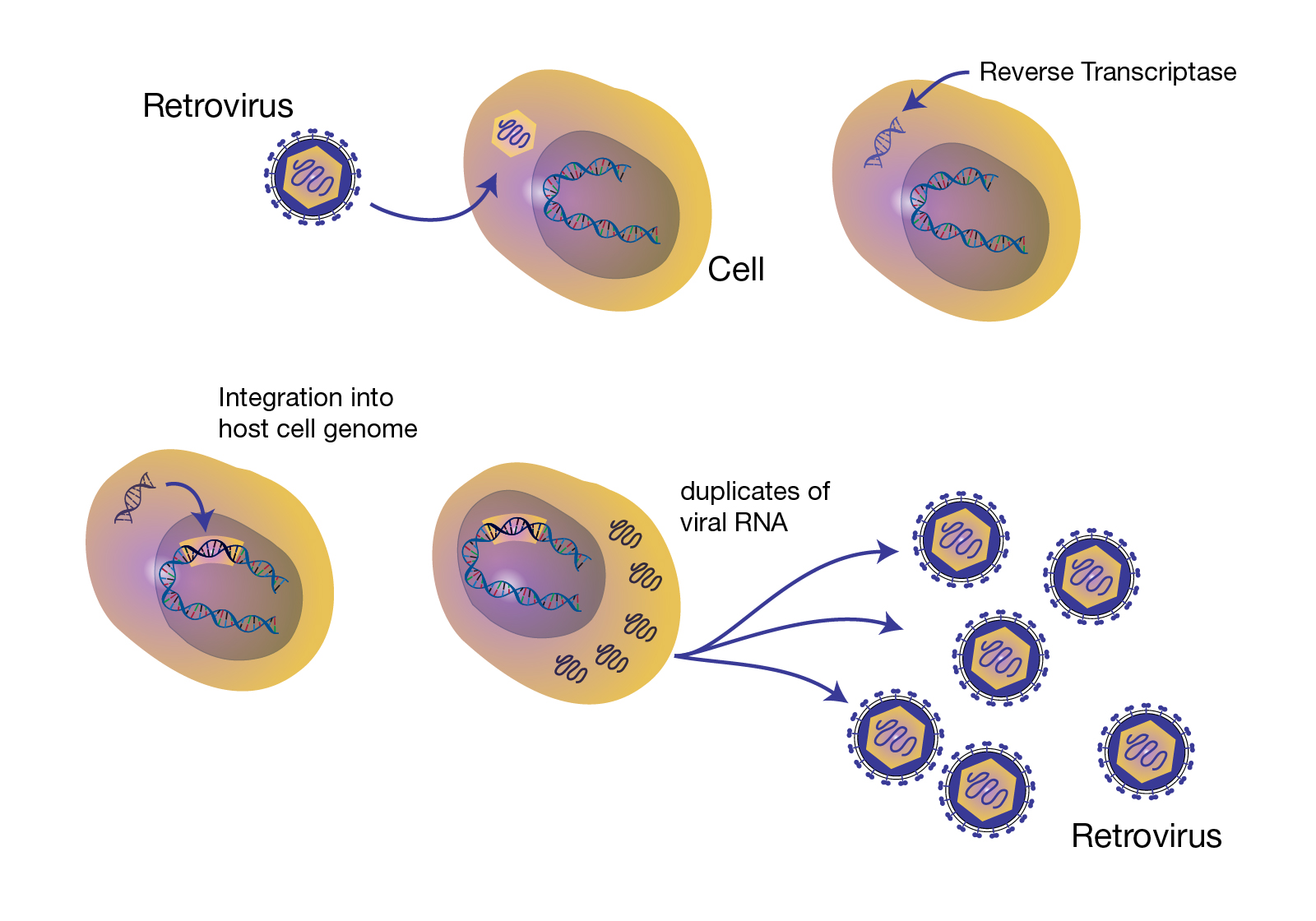 Retrovirus