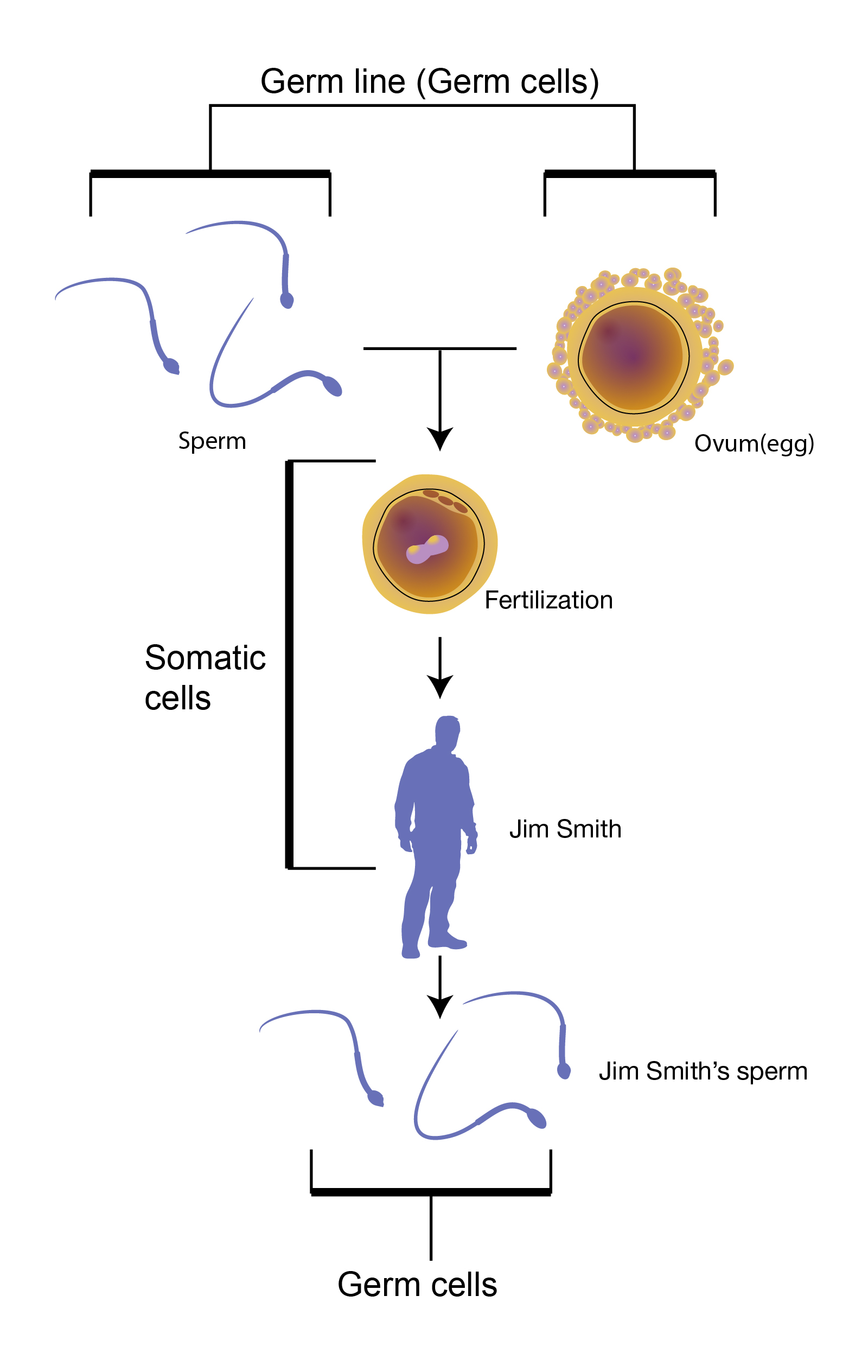 Somatic Cells