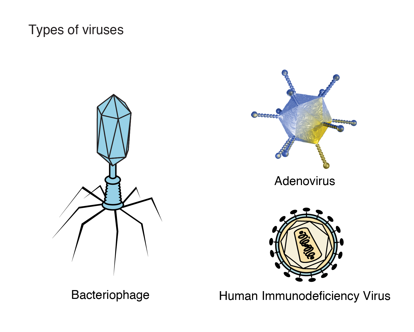 Virus | Talking Glossary of Genetic Terms | NHGRI