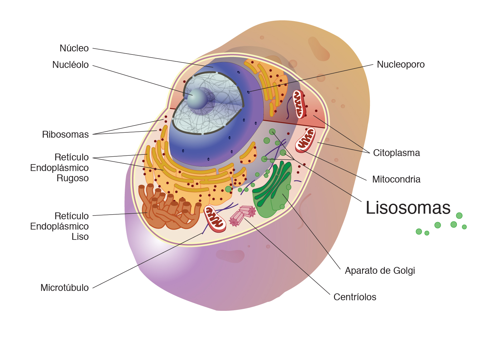 Lisosoma Nhgri