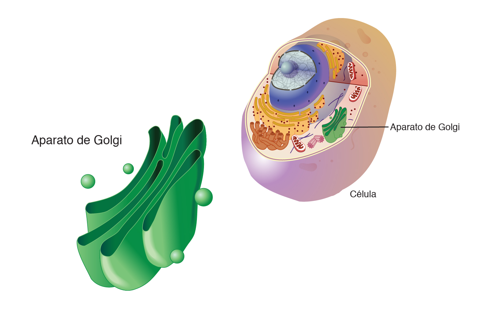 Aparato De Golgi NHGRI