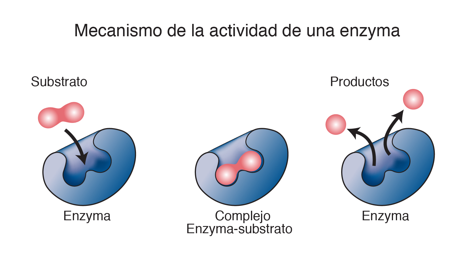 Aula Sobre Enzimas Enzimas Conceito Sao Proteinas Especializadas Images